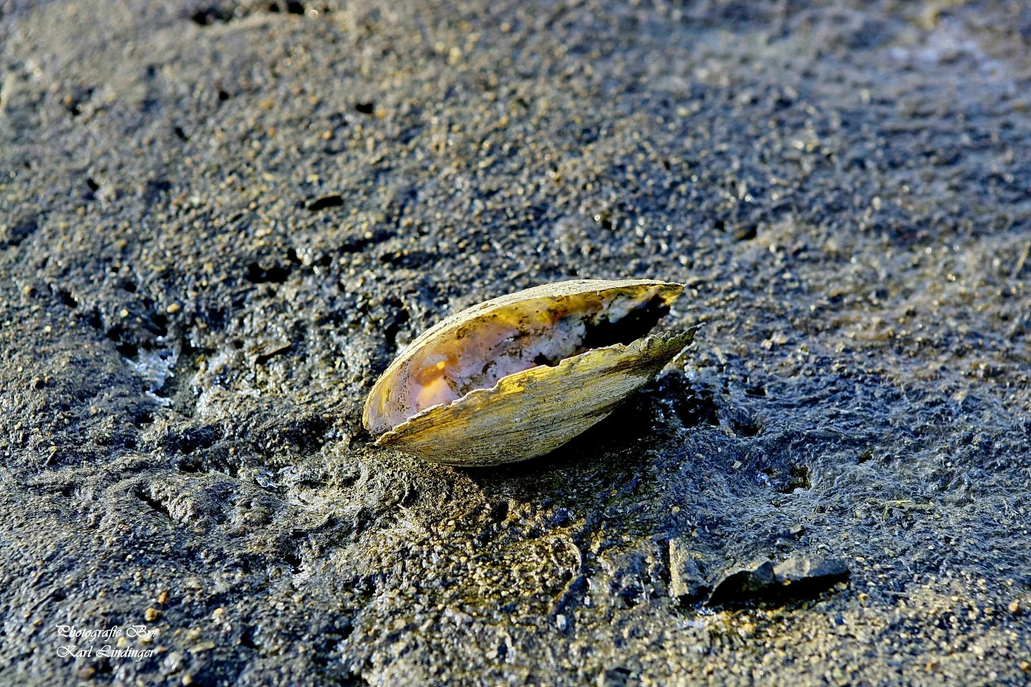Süßwasser Muscheln im Sulmsee - Leibnitz
