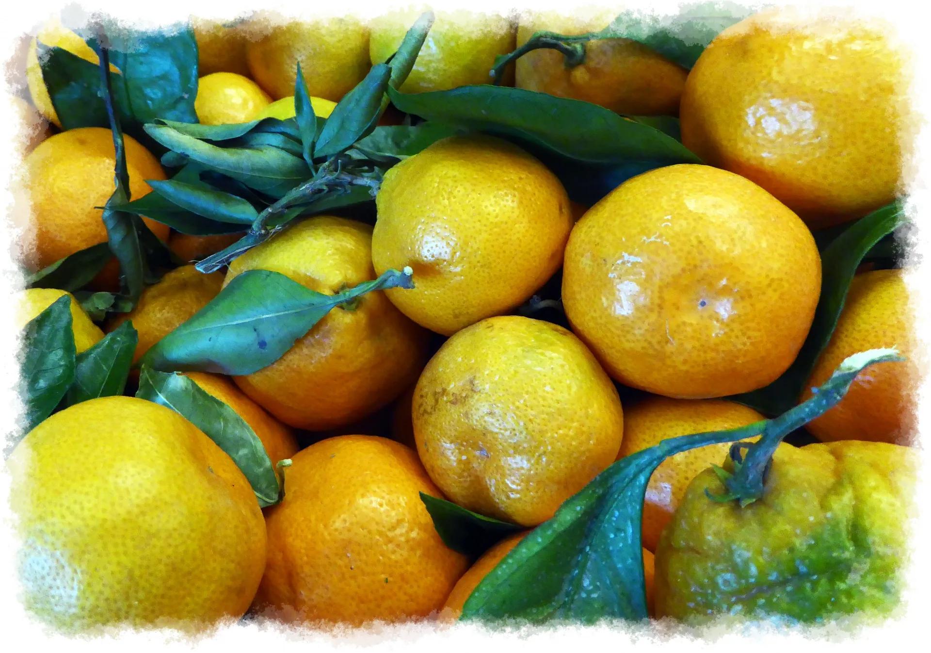 Fresh Lemons Free Stock Photo - Public Domain Pictures