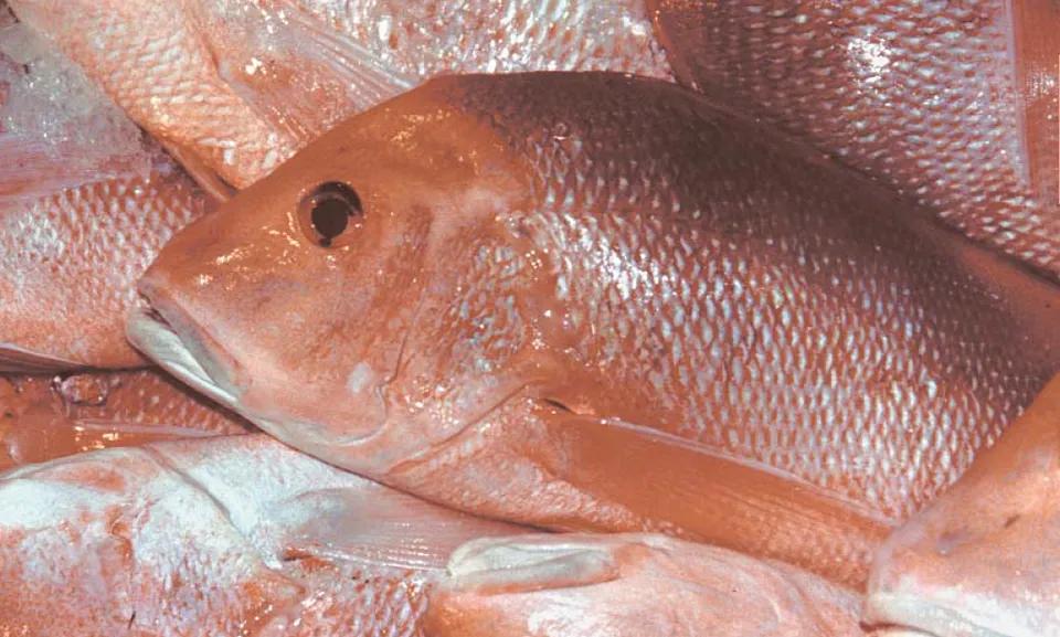 Culture of red snapper - Responsible Seafood Advocate