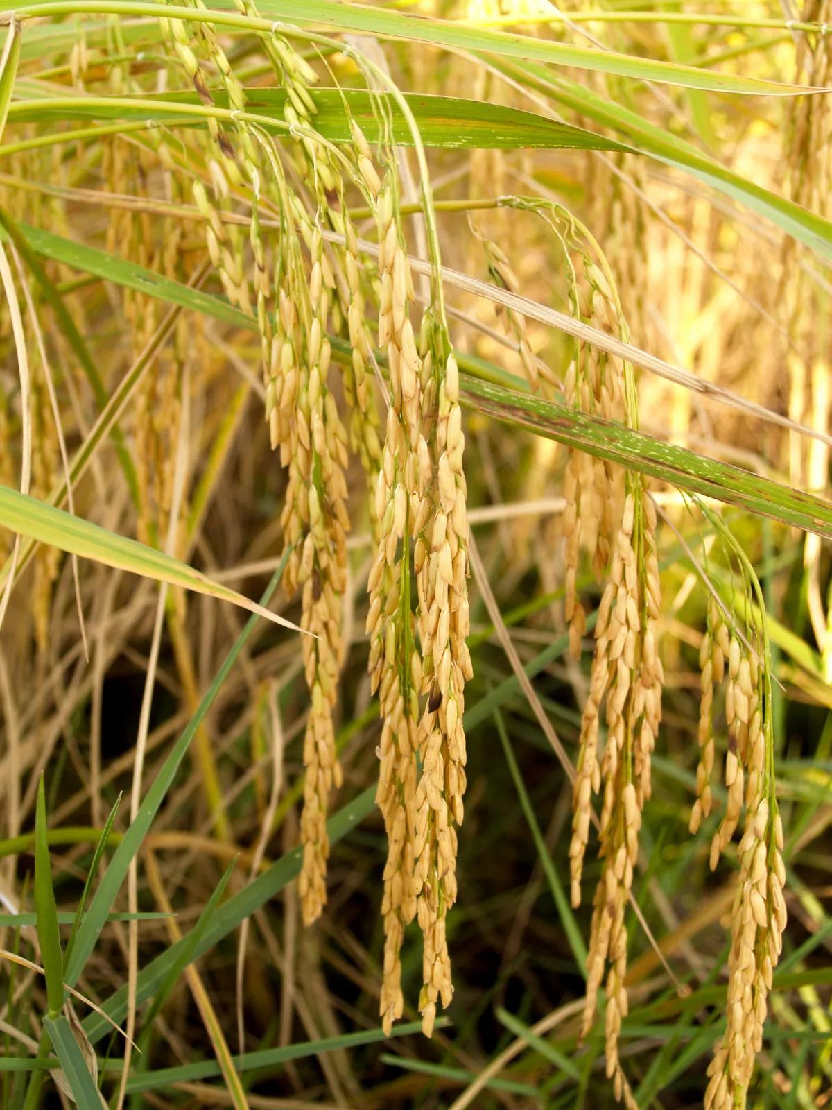 Kostenlose foto : Feld, Natur, Grün, Reis, Pflanze, Landwirtschaft ...