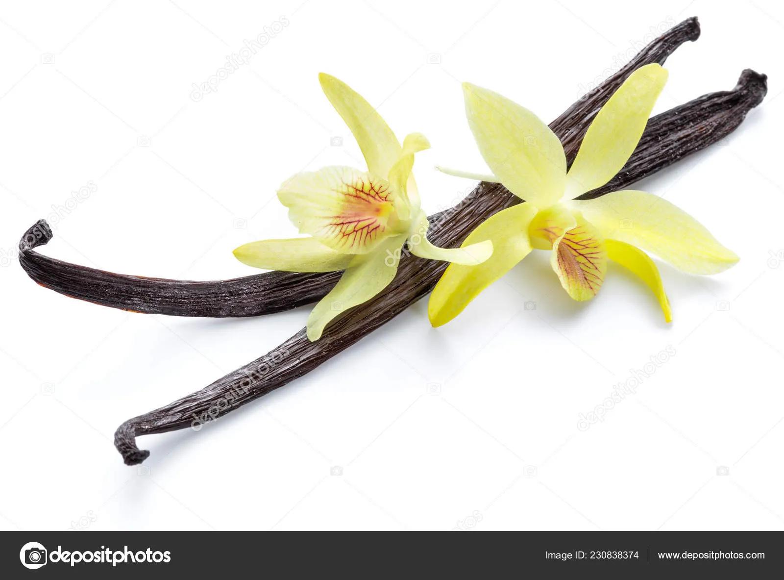 Dried Vanilla Fruits Orchid Vanilla Flower Isolated White Background ...