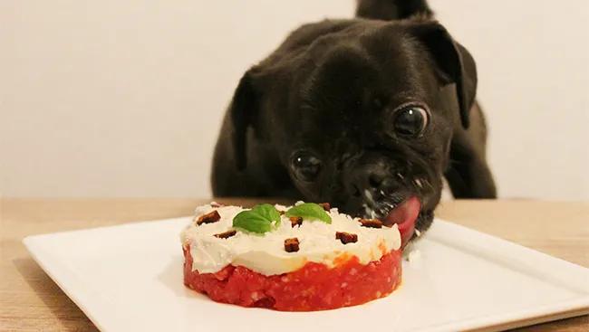 Hunde Geburtstagskuchen – Hackfleischtorte mit Frischkäse - pug style