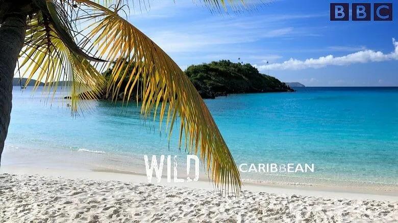 Wilde Karibik – wo streamen? | StreamPicker