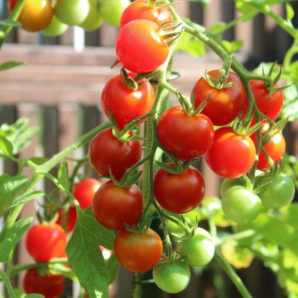 Mexikanische Honigtomate Tomatensamen für ca. 10 Pflanzen – süß und ...