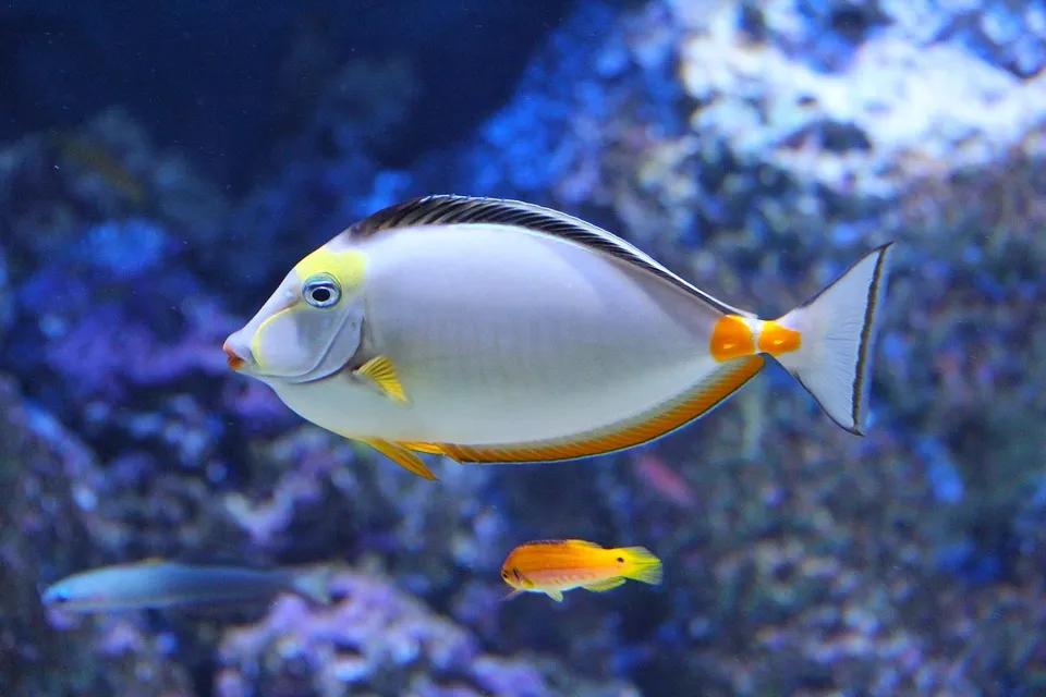 Schöne Aquarium Fische · Kostenloses Foto auf Pixabay