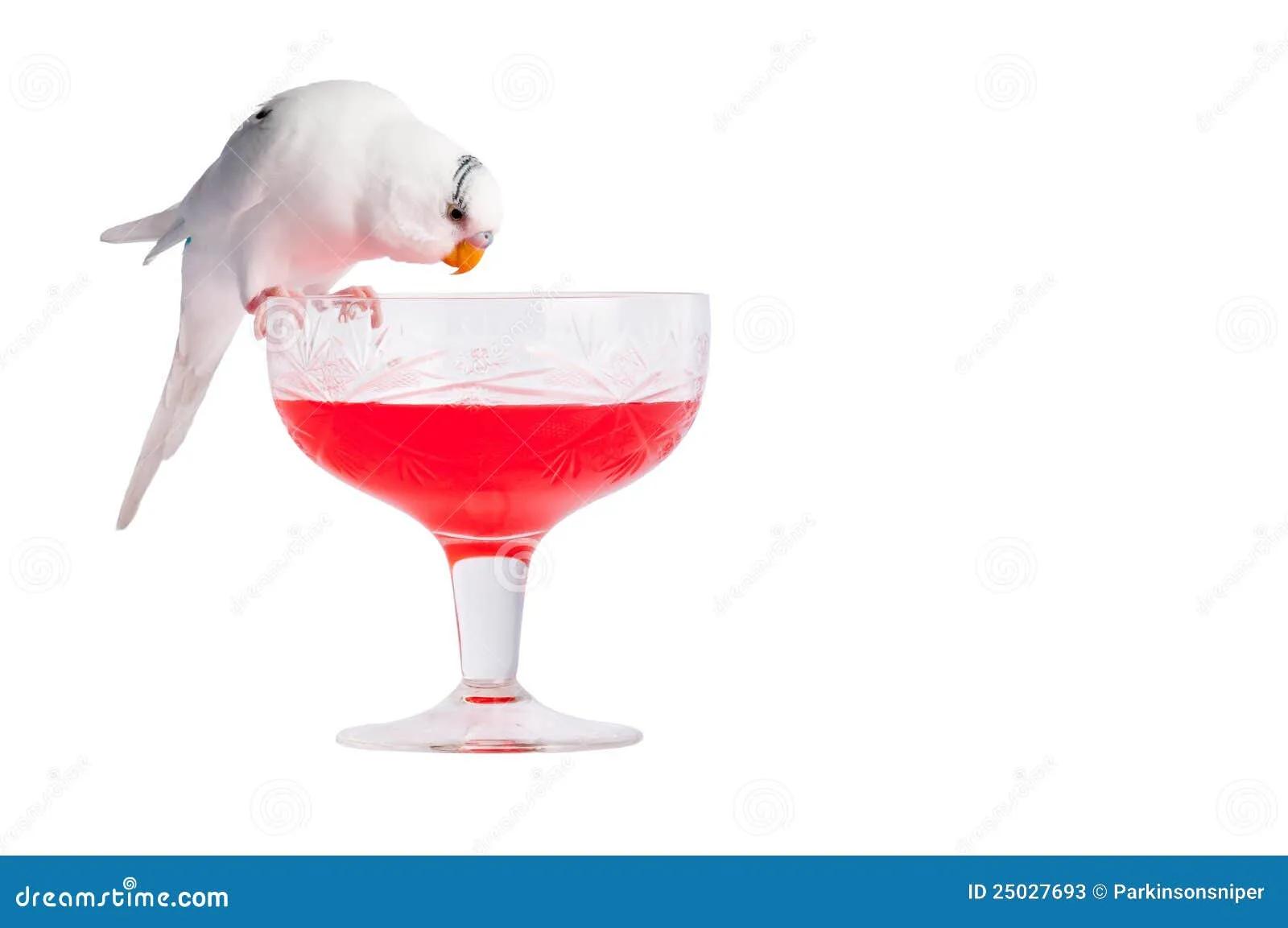 Love Bird on Cocktail stock image. Image of alcohol, animal - 25027693