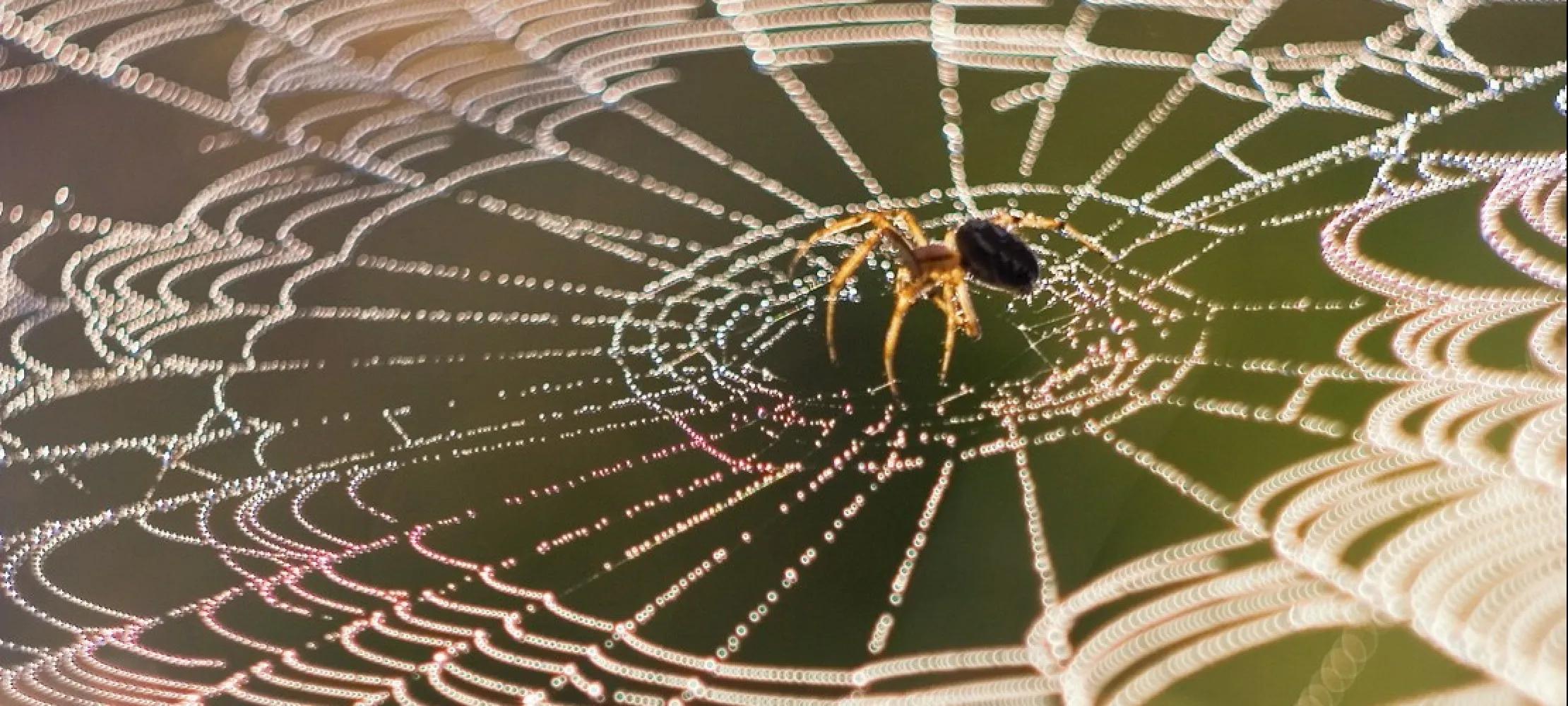 Wie stark und reißfest sind Spinnennetze?