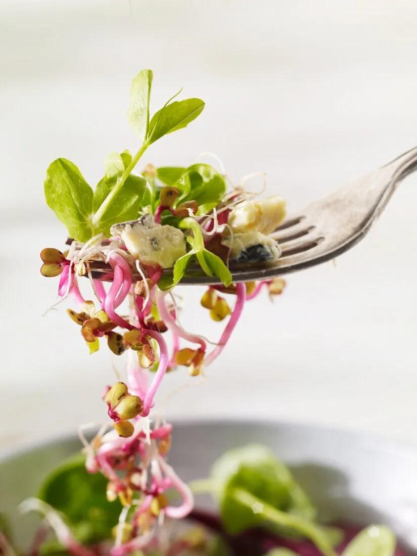 Salat mit Sprossen, Pflücksalat und … – Bild kaufen – 11287497 Image ...