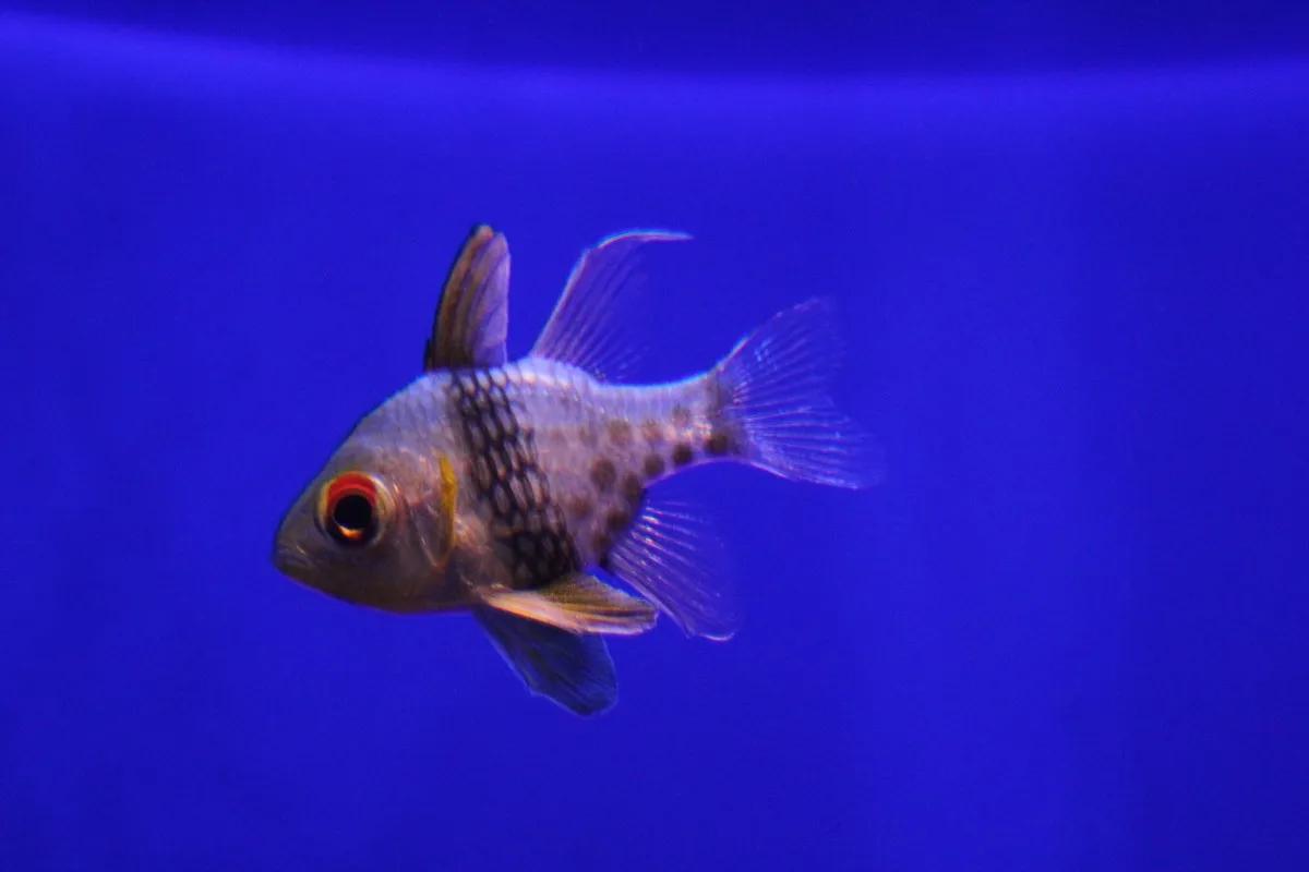 Kostenlose foto : Tier, Unterwasser, Biologie, blau, Fisch, hässlich ...