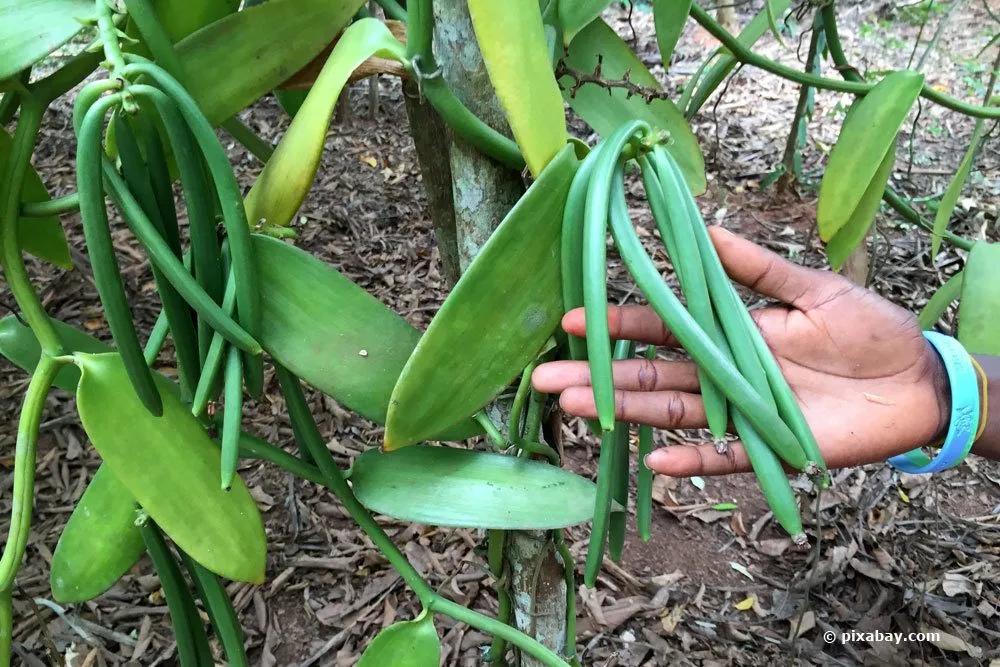 Vanille-Pflanze anbauen: Anzucht und Pflege | Vanille-Orchidee