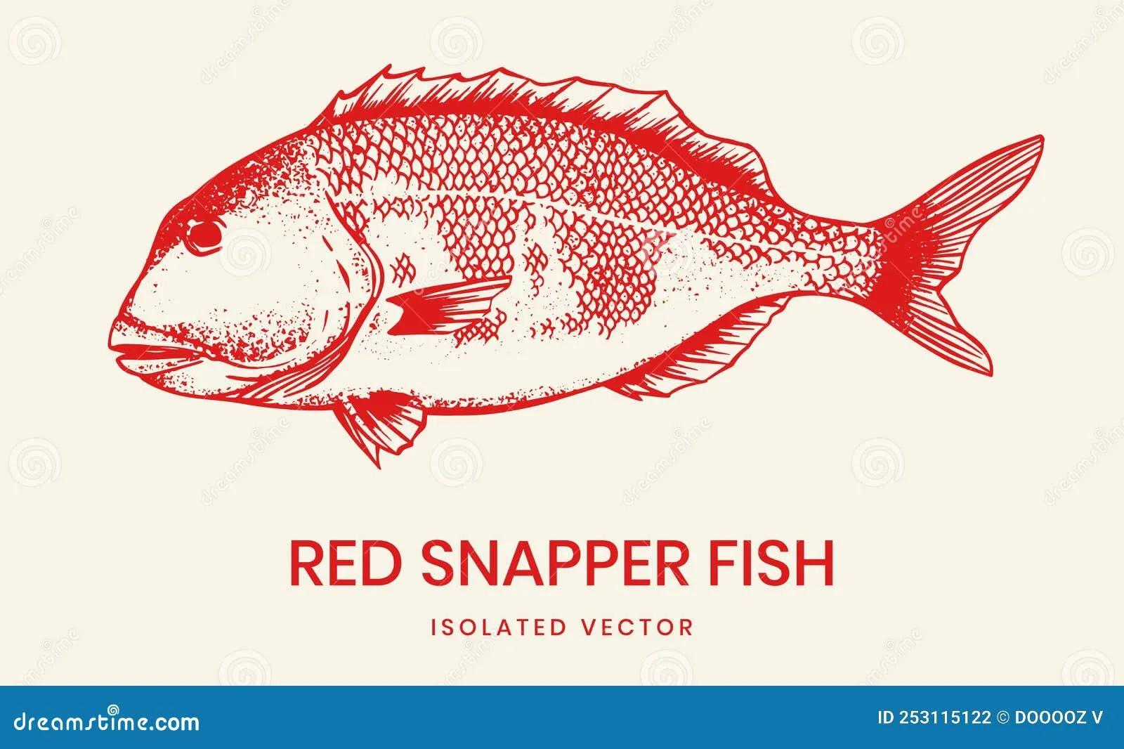 Red Snapper Fish Illustration Drawing Stock Vector - Illustration of ...