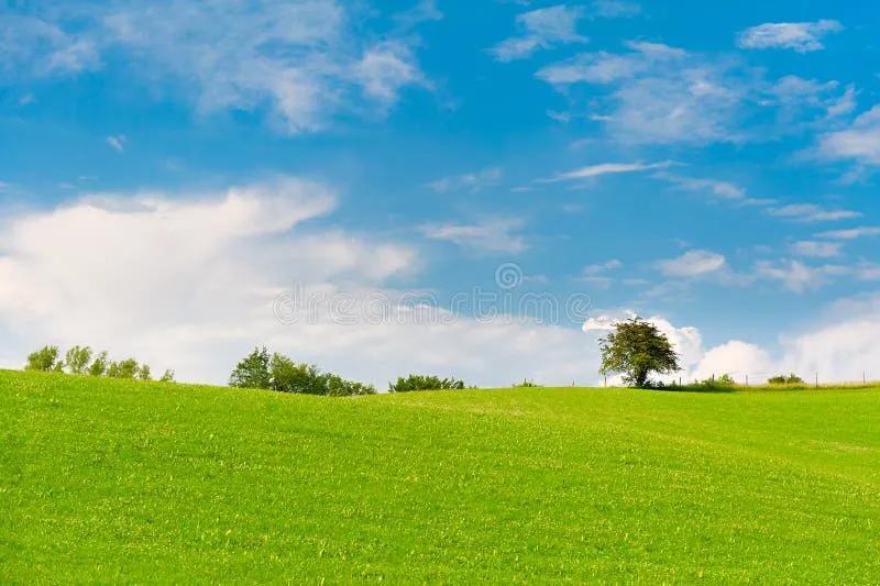 Grüne Wiese Mit Bäumen am Horizont Stockbild - Bild von gras, weide ...