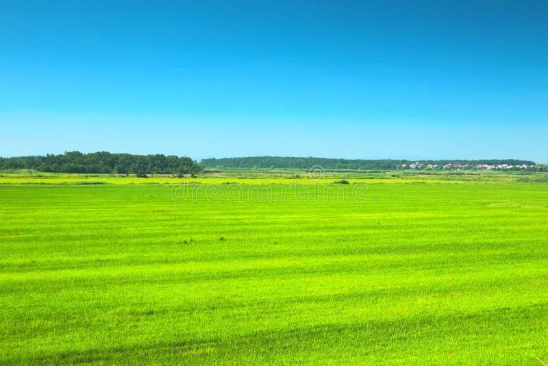 Grüne Wiese Unter Blauem Himmel Stockfoto - Bild von gras, ebene: 43571424