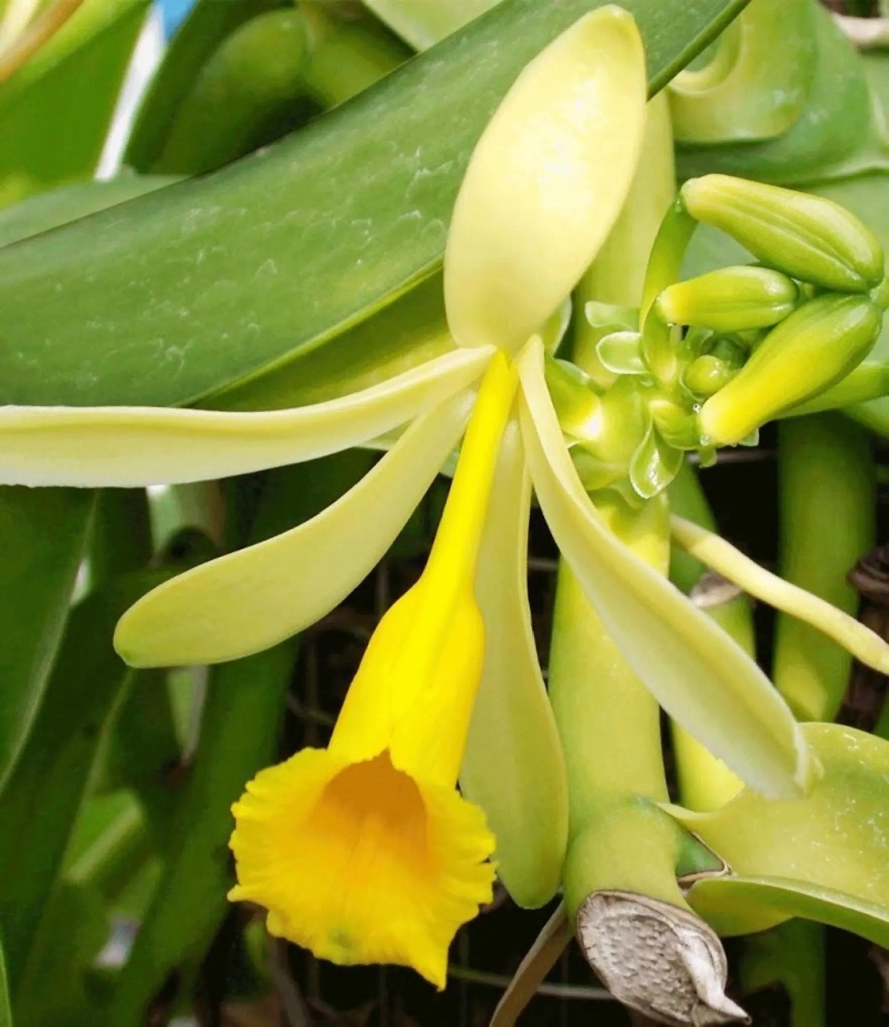 Wunderschöne Blüte der Vanille Pflanze...... - Rudolfsheim-Fünfhaus