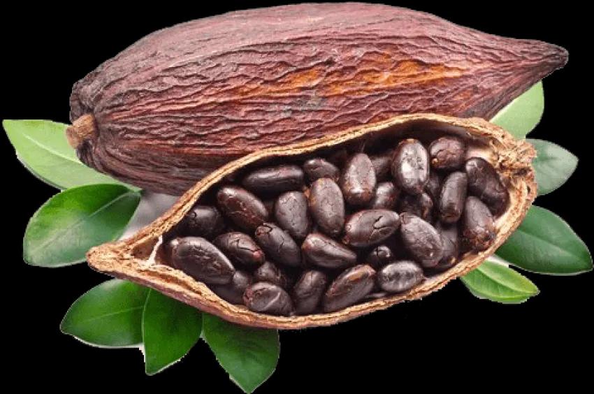 Kakao fasulyesi png görüntü hd - PNG All