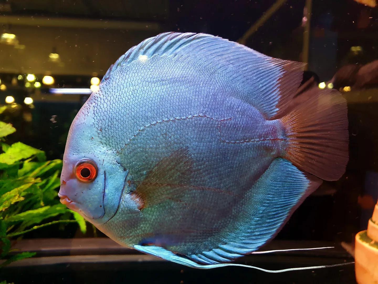 Discus Fisch Foto &amp; Bild | natur, tiere, aquarium Bilder auf fotocommunity
