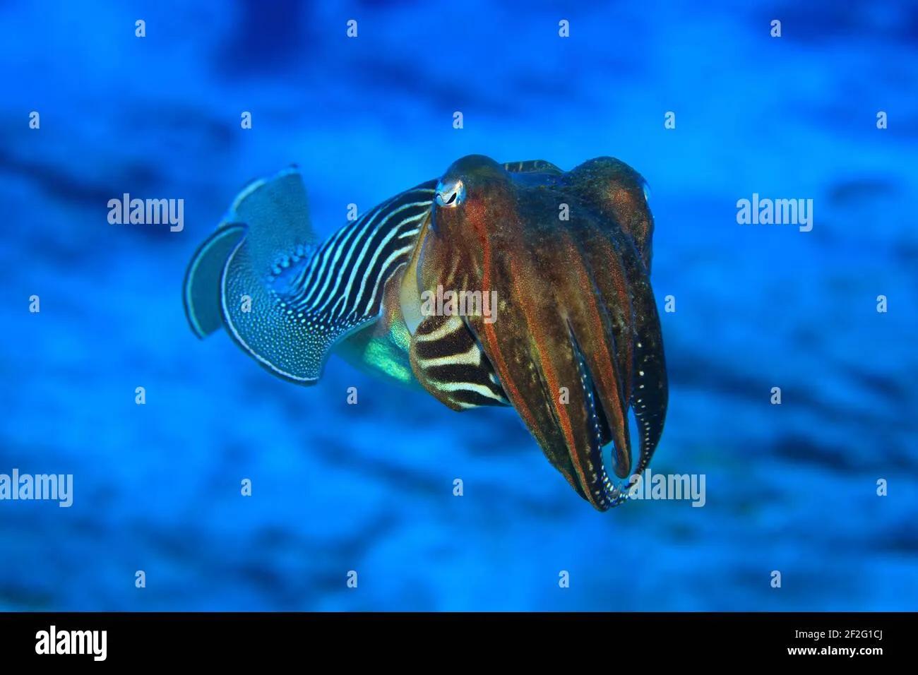 Gewohnliche tintenfisch -Fotos und -Bildmaterial in hoher Auflösung – Alamy