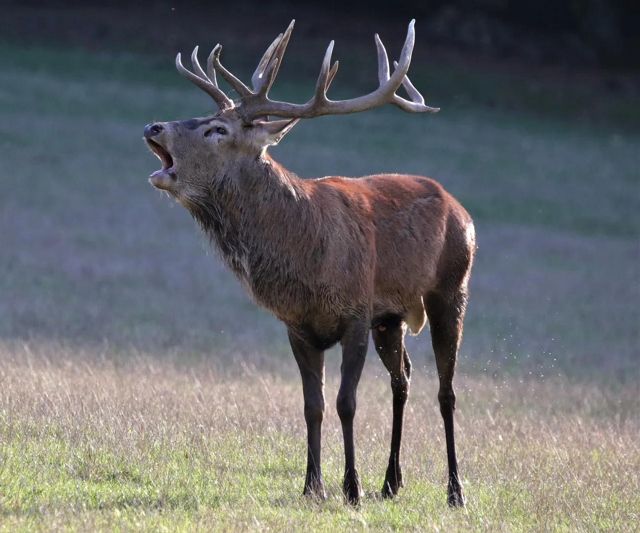 Röhrender Hirsch während der Brunftzeit Foto &amp; Bild | fotos, oktober ...