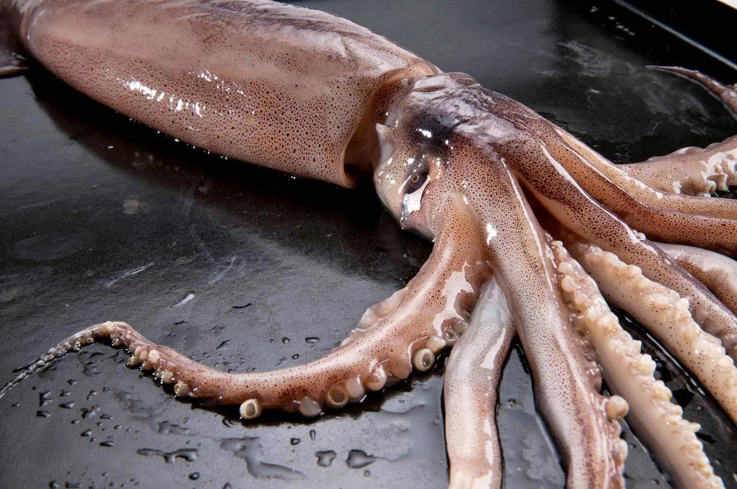 Tintenfische angeln: Octopuss Jigs, Angelplätze, Faktor Licht | Simfisch.de