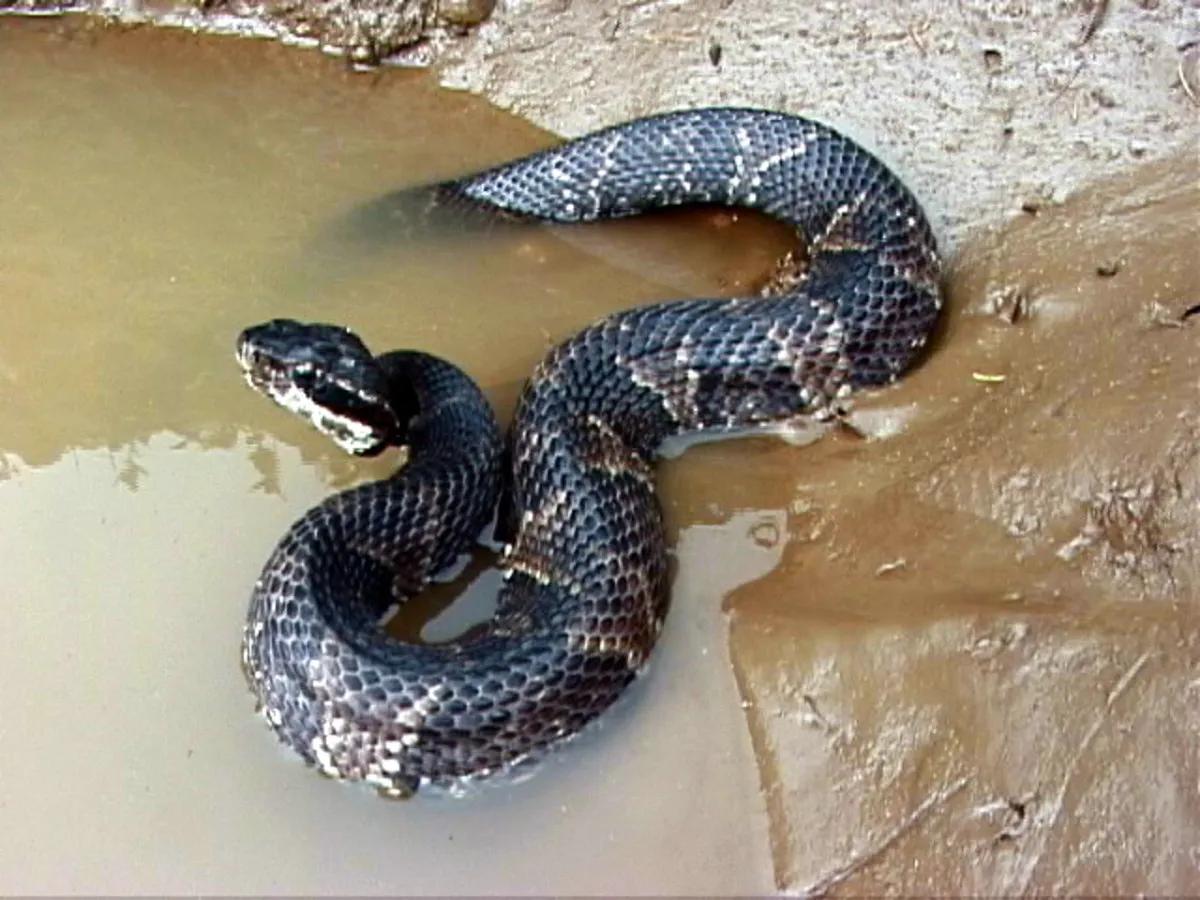 The Water Moccasin, or Cottonmouth Snake - HubPages