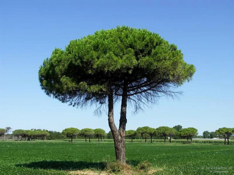 Italienische Pinie Foto &amp; Bild | pflanzen, pilze &amp; flechten, bäume ...