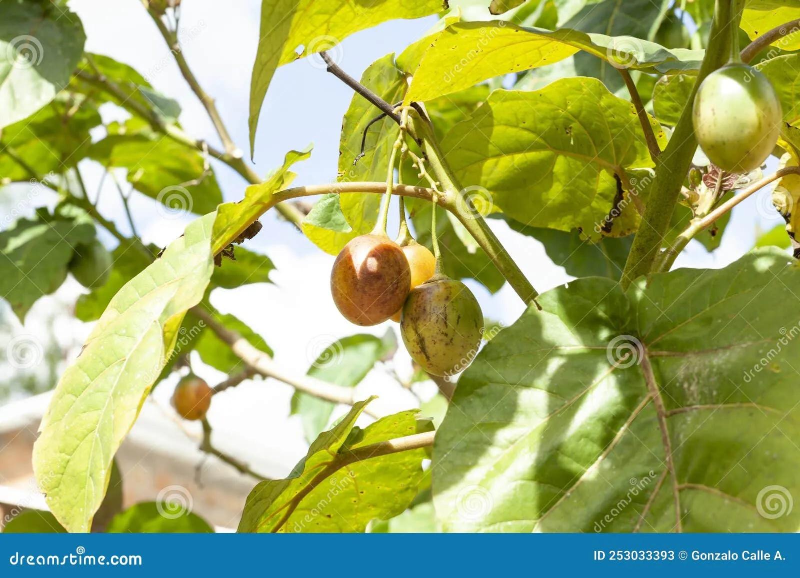 Tree Tomato Tamarillo Exotic Fruit - Solanum Betaceum Stock Image ...
