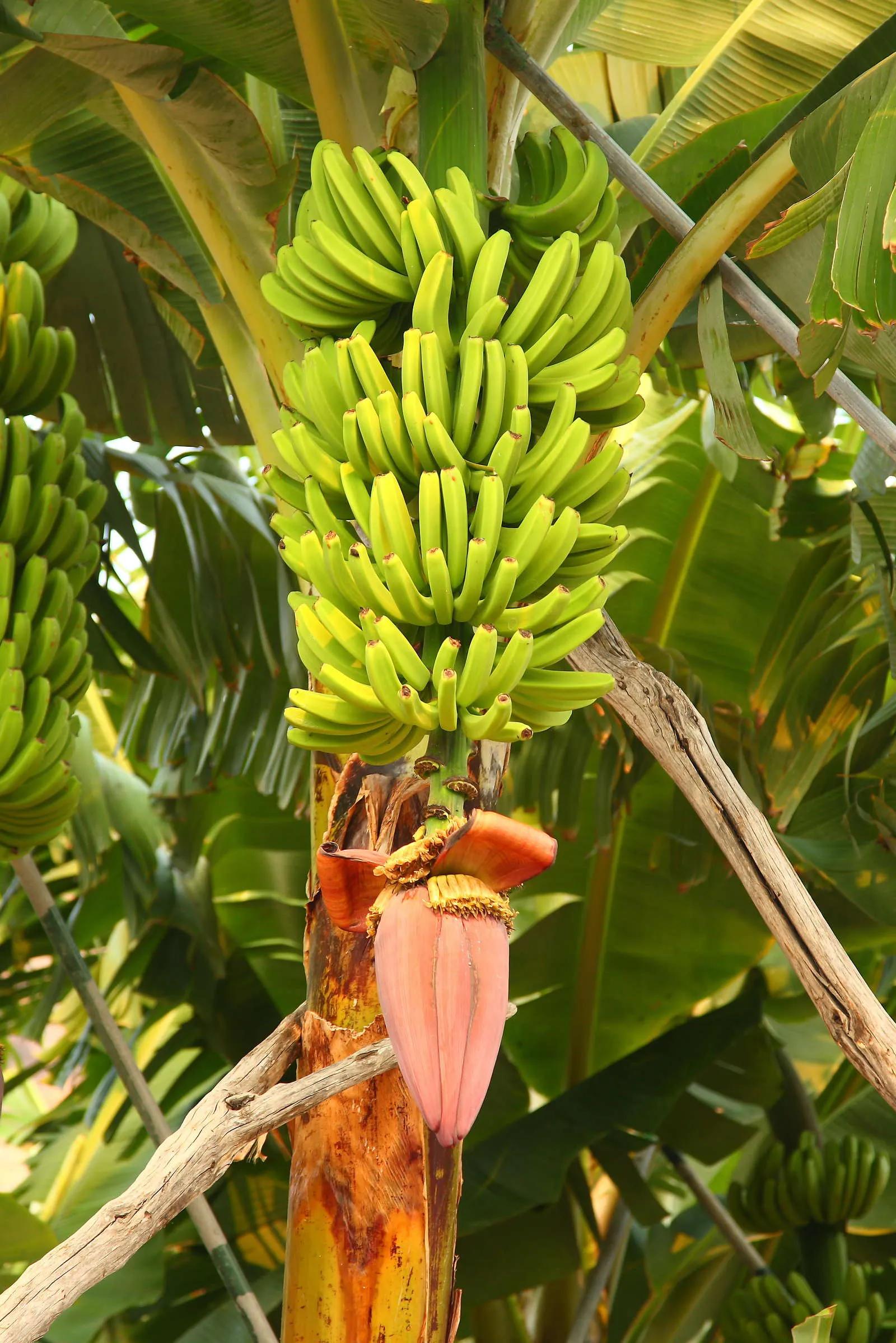 Bananenpflanze kaufen: Darauf sollten Sie achten - Plantura