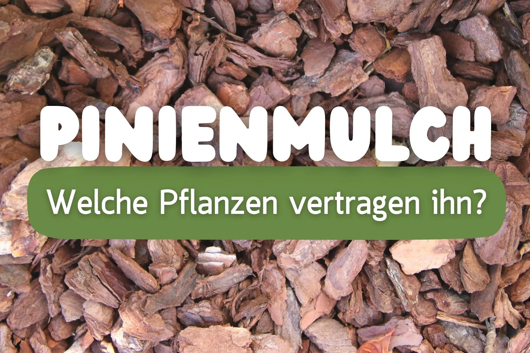 Pinien-Rindenmulch: idealer pH-Wert für diese Pflanzen - Gartenlexikon.de