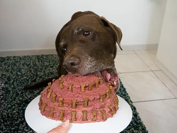 53+ Geburtstagskuchen Für Hunde Kaufen | Soislee