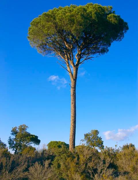 Pinie (Pinus pinea) pflanzen und pflegen - Mein schöner Garten