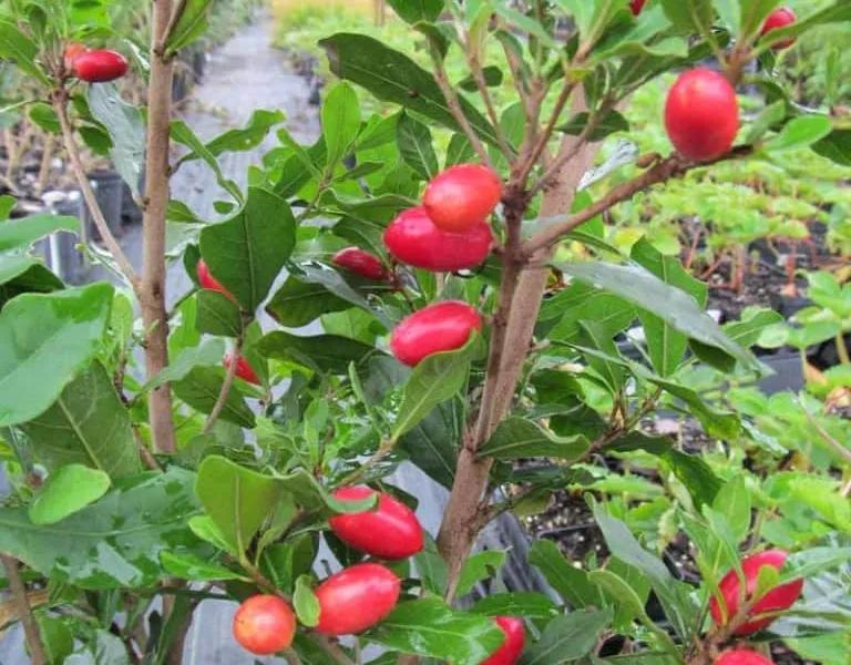 Sherbet Berry Tree — Just Fruits and Exotics