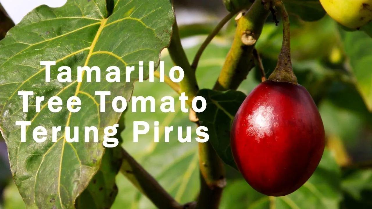 Cum se mananca fructul exotic Tamarillo (Tree Tomato, Terung Pirus ...