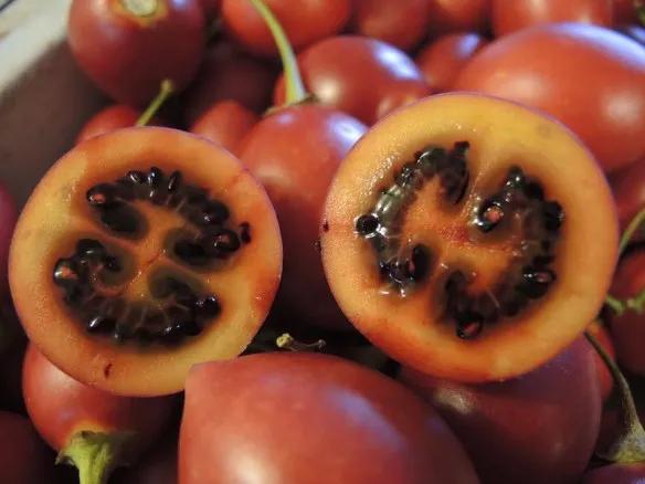 How to grow tamarillo or tree tomato - GardenDrum