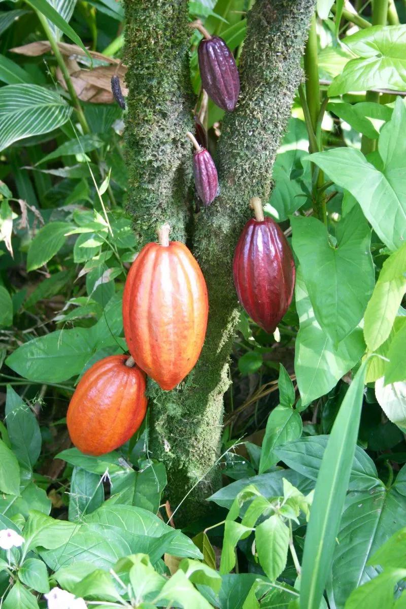 Kakao bitkisi