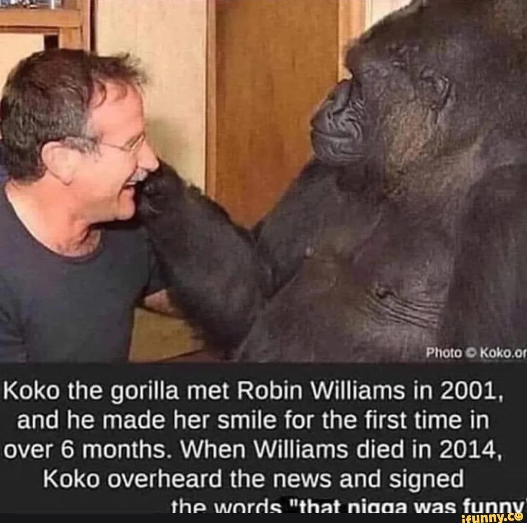 Photo O Kokom Koko the gorilla met Robin Williams in 2001. and he made ...
