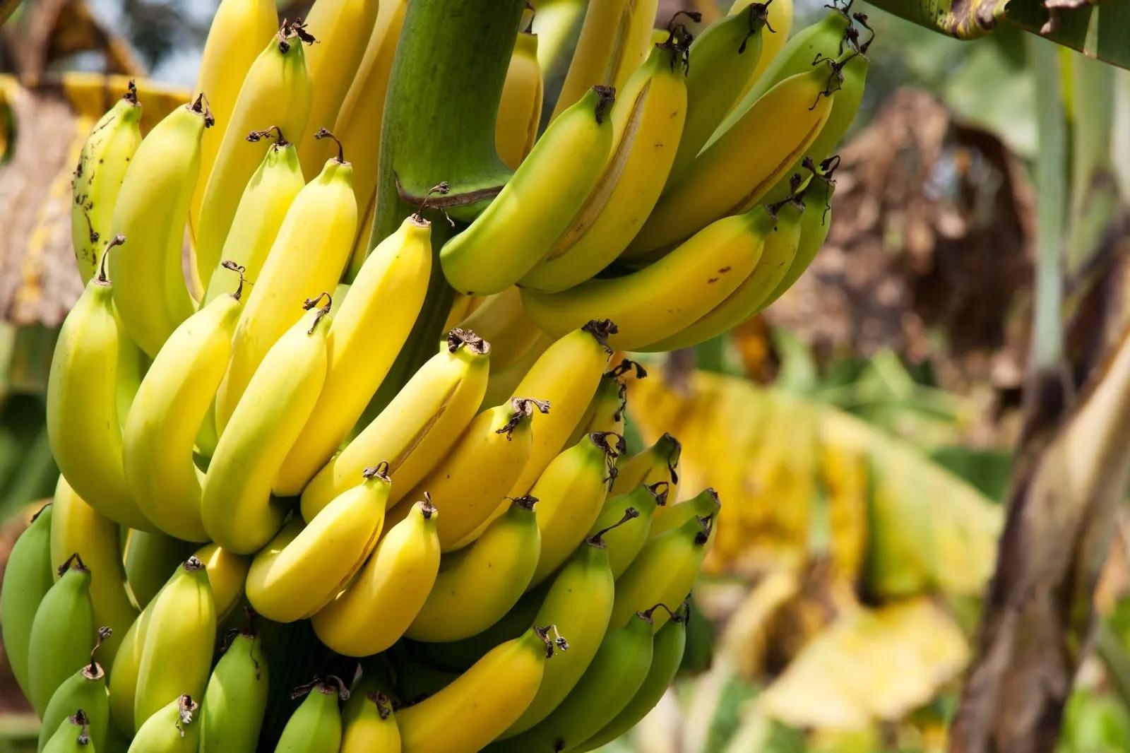 Bundeslandwirtschaftsministerium rechnet 2018 mit Bananen-Rekordernte
