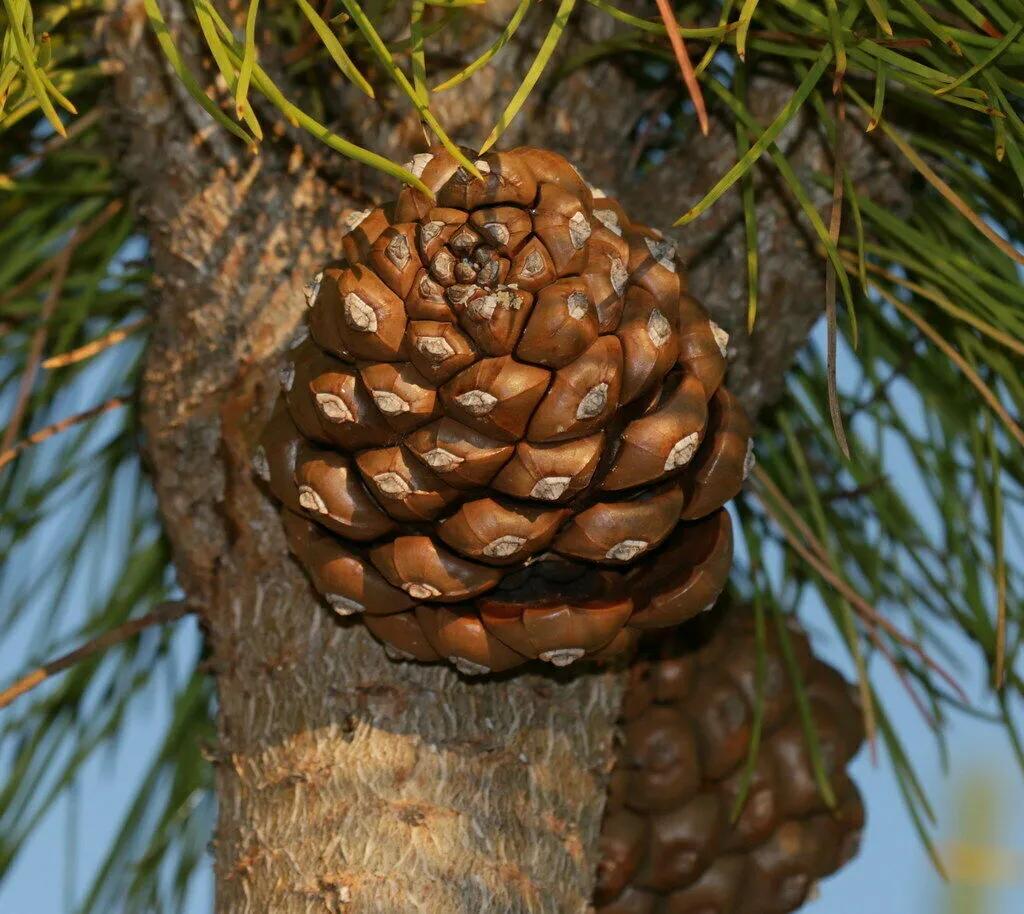 Pinie Pinus pinea Pflanze 5-10cm Steinkiefer Schirm-Kiefer Mittelmeer ...