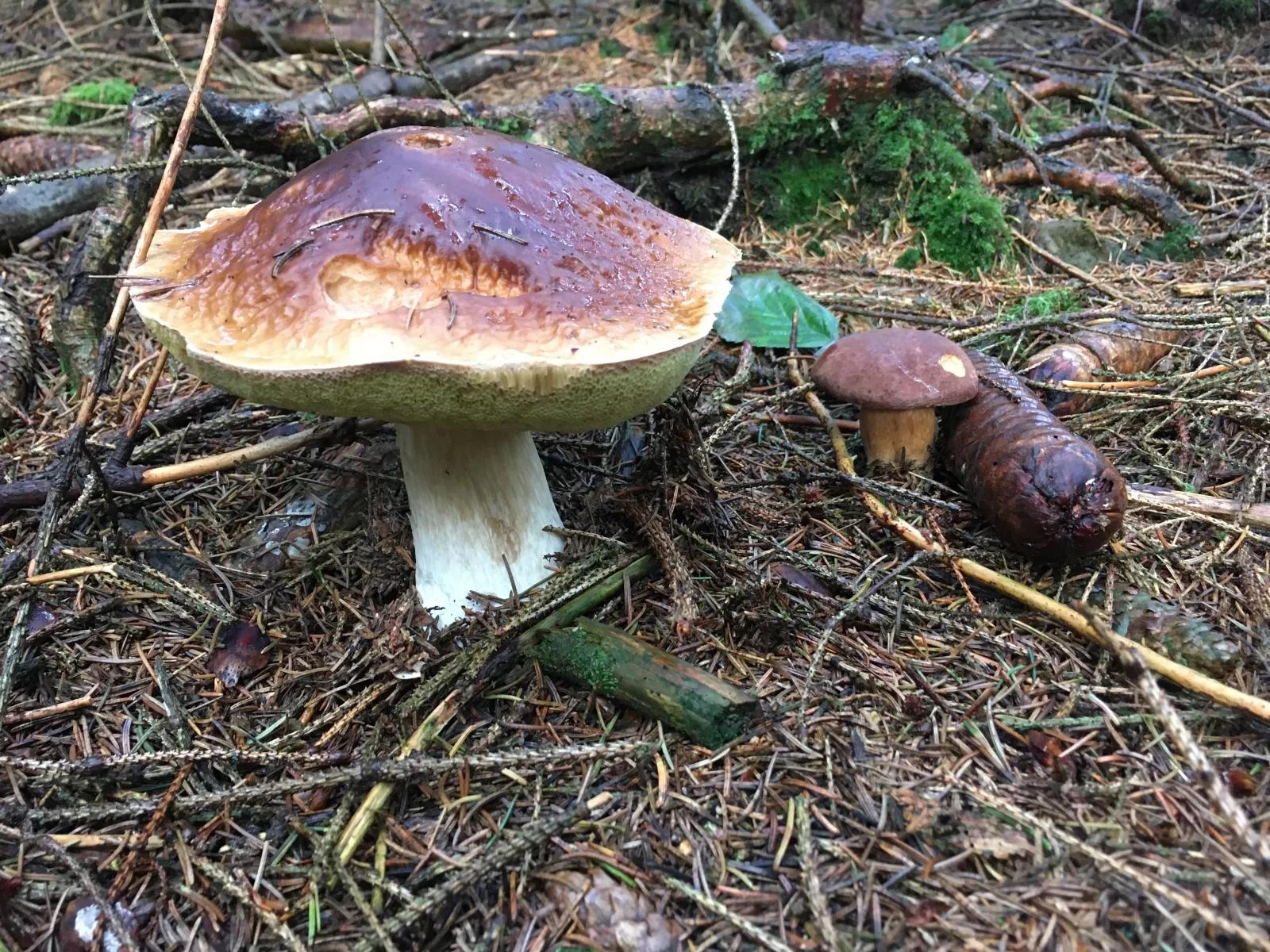 Steinpilze - Pilze Allgemein - Pilzforum.eu