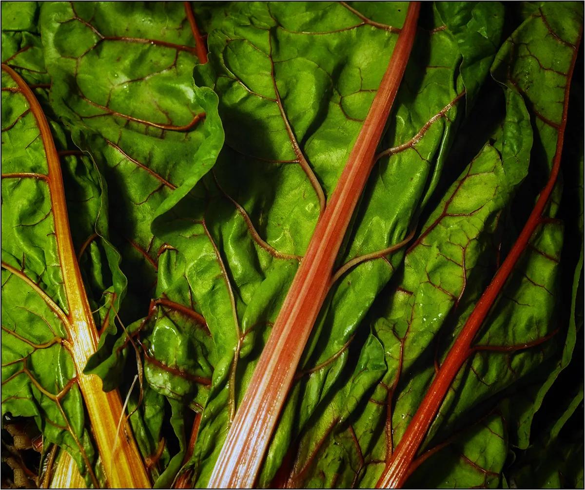 Mangold Foto &amp; Bild | natur, pflanzen, gemüse Bilder auf fotocommunity