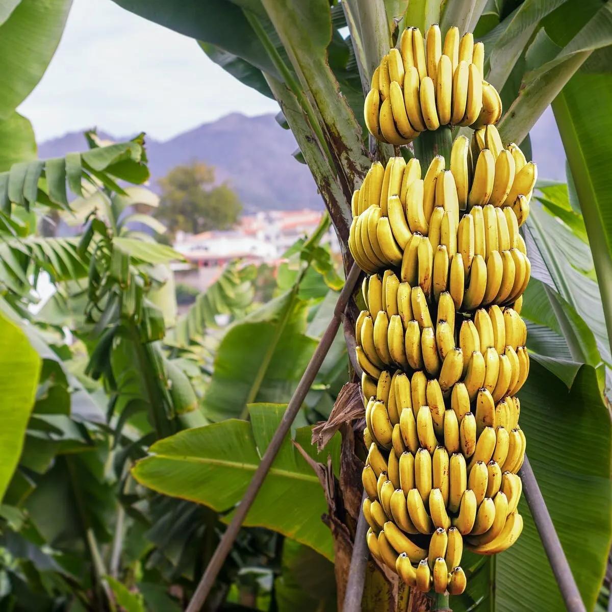 10 vertus de la banane sur la santé - Sante Naturels