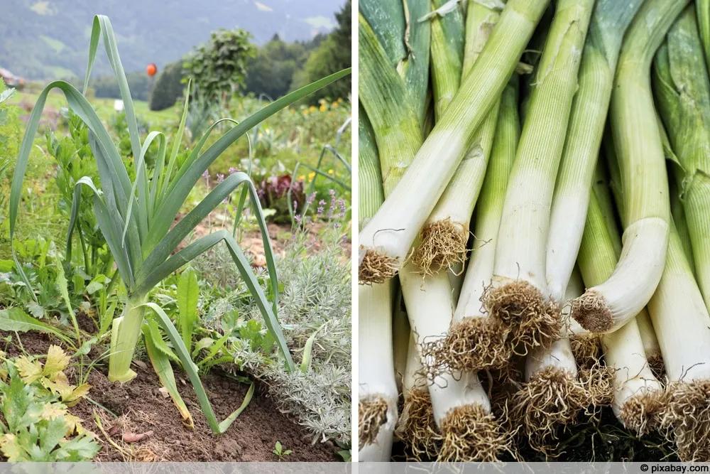 Porree, Allium porrum - Anbau und Pflege von Lauch-Pflanzen ...