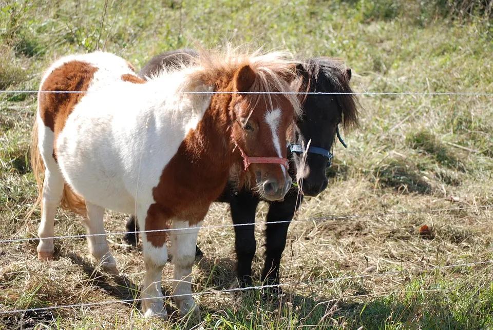 Ponys Klein Pferde - Kostenloses Foto auf Pixabay