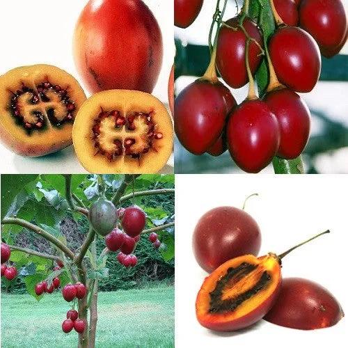 Tamarillo Fruit - Solanum Betaceum - Exotic Fruit Tree - 5 Seeds ...