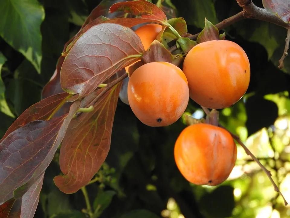 Kaki Tree Fruit · Free photo on Pixabay
