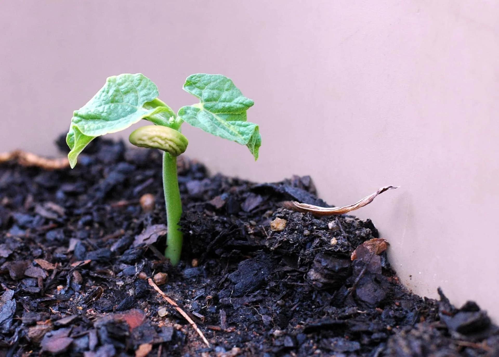 Anbau von Bohnen im eigenen Garten – die wichtigsten Tipps - nachgeharkt