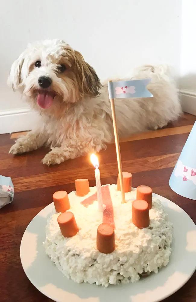 Hundegeburtstag mit Hackfleischtorte | Hund geburtstag, Hunde kuchen ...