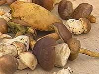 geschmorte pilze grzyby smarzone